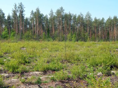 Bir bahar orman ve panorama doku