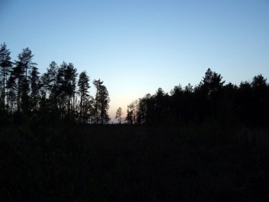 Bir bahar orman ve panorama doku