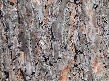 Çam ve Ladin ağaçlarının kabuk dokusu