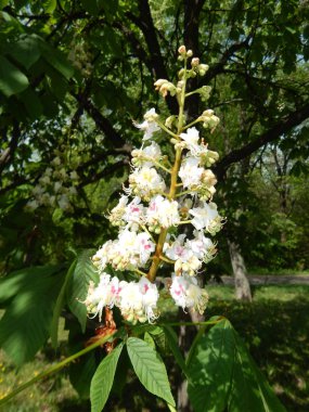 Ağaçlar ve çalılar çiçek çiçek