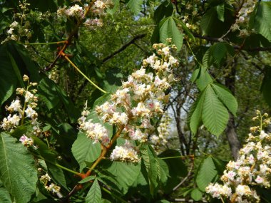Ağaçlar ve çalılar çiçek çiçek