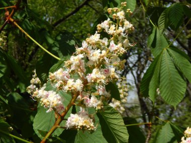 Ağaçlar ve çalılar çiçek çiçek