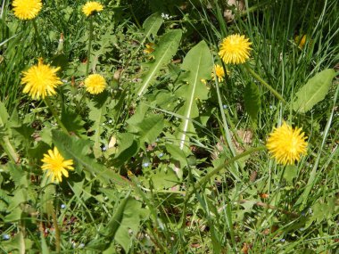 Ağaçlar ve çalılar çiçek çiçek