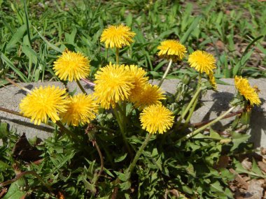 Ağaçlar ve çalılar çiçek çiçek