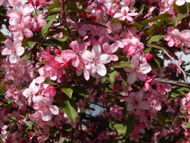 Ağaçlar ve çalılar çiçek çiçek