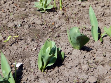 Arka plan ve duvar kağıdı için bahçede çiçek