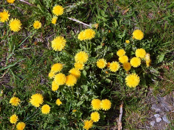 春の庭の花 — ストック写真