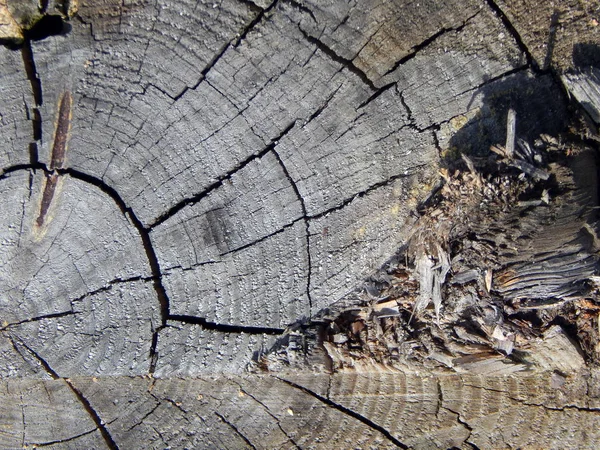 Texture Old Wood Stump — Stock Photo, Image