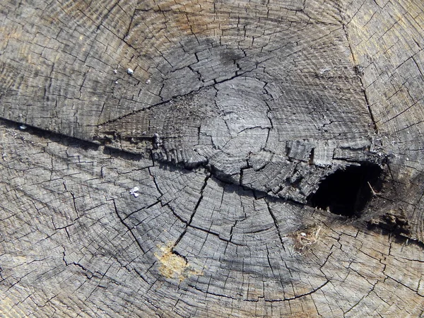 Texture Old Wood Stump — Stock Photo, Image