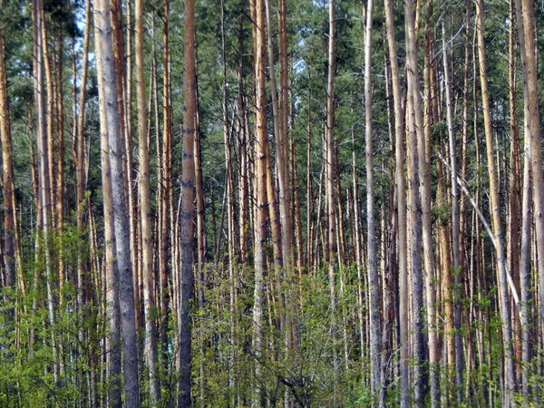 Textura Bosque Primaveral Panorama — Foto de Stock