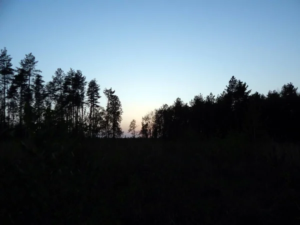 Texture Une Forêt Printanière Panorama — Photo