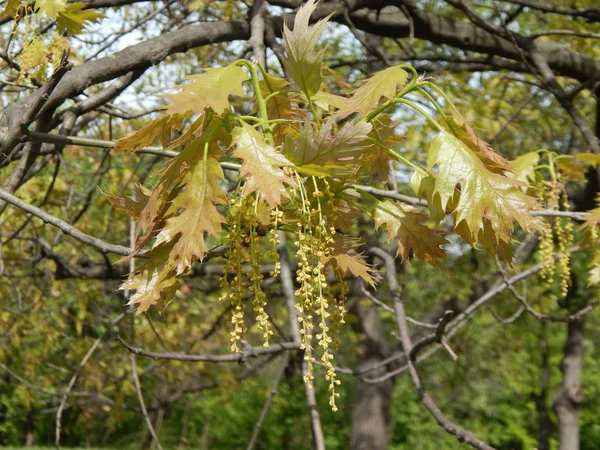 花开花树和灌木 — 图库照片