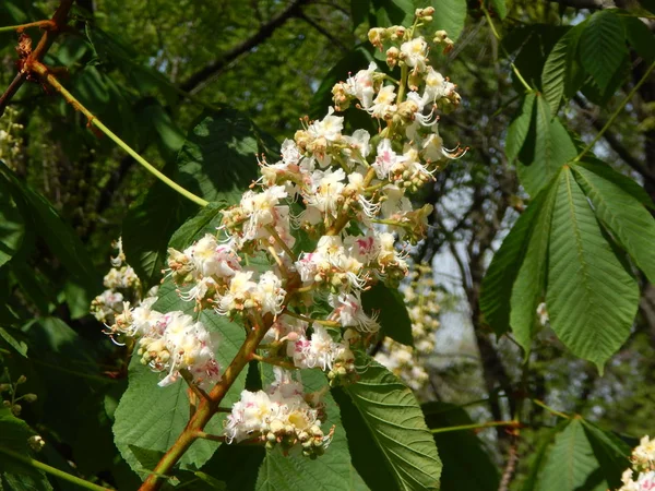 Bloemen Bloeien Bomen Struiken — Stockfoto