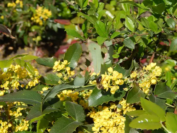 Flores Árboles Arbustos —  Fotos de Stock