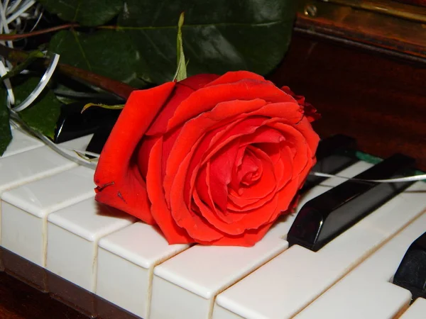 Teclas Piano Flores Diseño —  Fotos de Stock