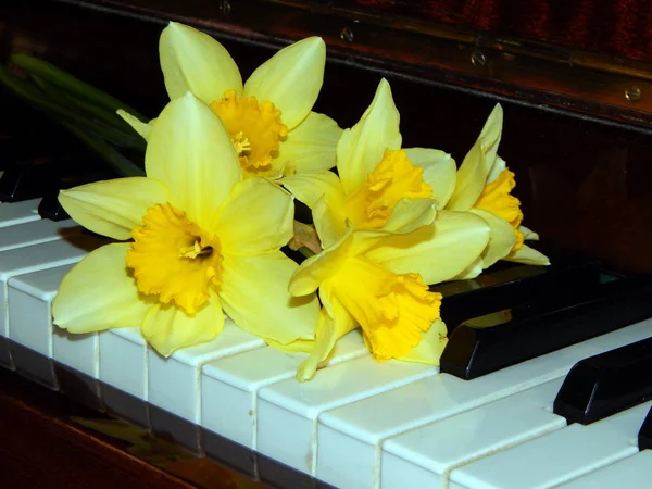 Teclas Piano Narciso Belleza —  Fotos de Stock