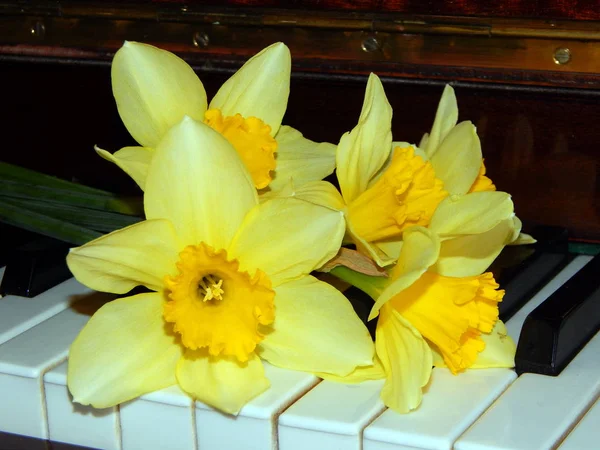 Teclas Piano Narciso Belleza — Foto de Stock