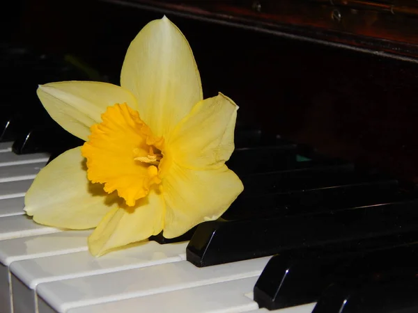 ピアノの鍵盤の水仙の美しさ — ストック写真