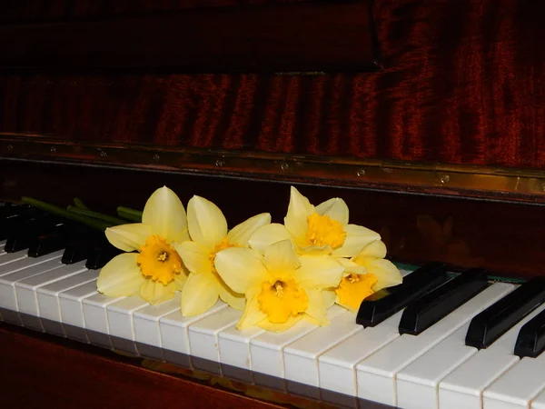 Piano Chaves Narciso Beleza — Fotografia de Stock