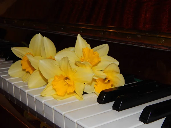 ピアノの鍵盤の水仙の美しさ — ストック写真