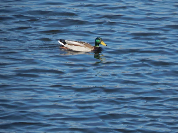 Eenden Zwemmen Het Water — Stockfoto