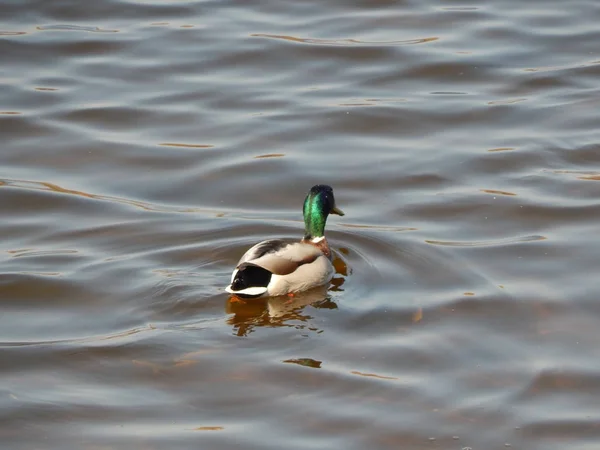 Patos Nadando Água — Fotografia de Stock