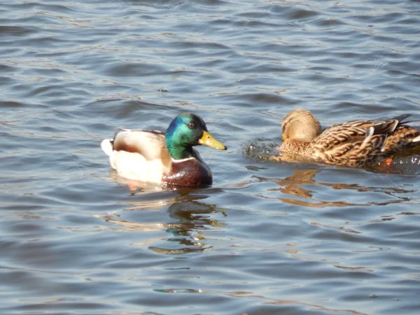 Enten Schwimmen Auf Dem Wasser — Stockfoto