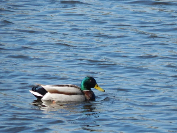 Anatre Che Nuotano Sull Acqua — Foto Stock