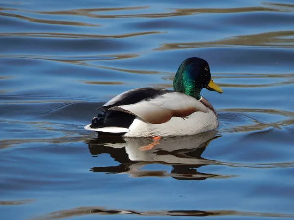 Anatre Che Nuotano Sull Acqua — Foto Stock