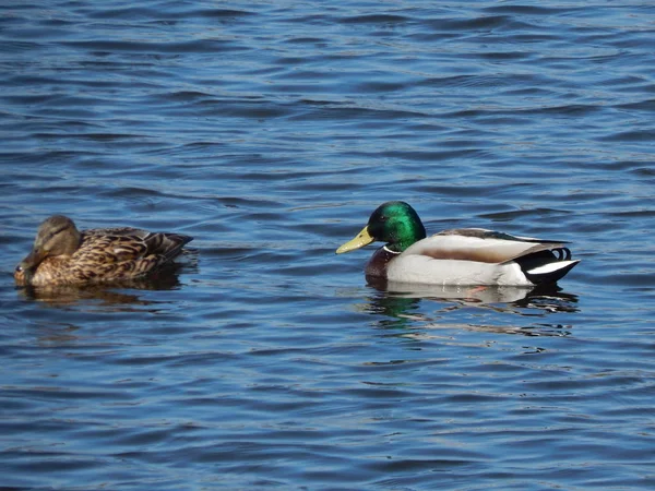 Eenden Zwemmen Het Water — Stockfoto