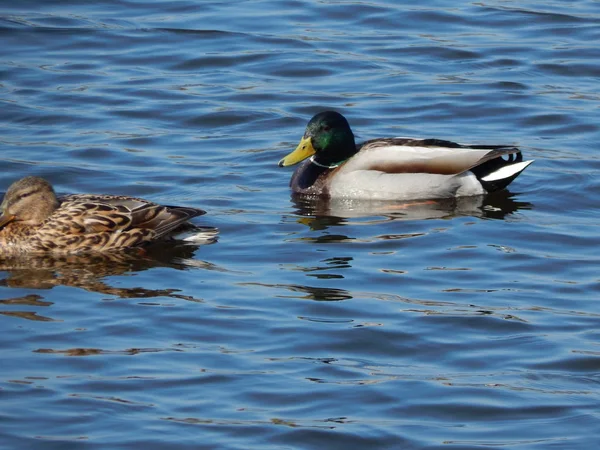 Eenden Zwemmen Het Water — Stockfoto