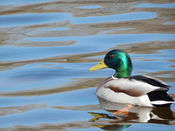 Eenden Zwemmen Het Water — Stockfoto