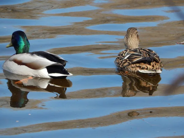 Enten Schwimmen Auf Dem Wasser — Stockfoto