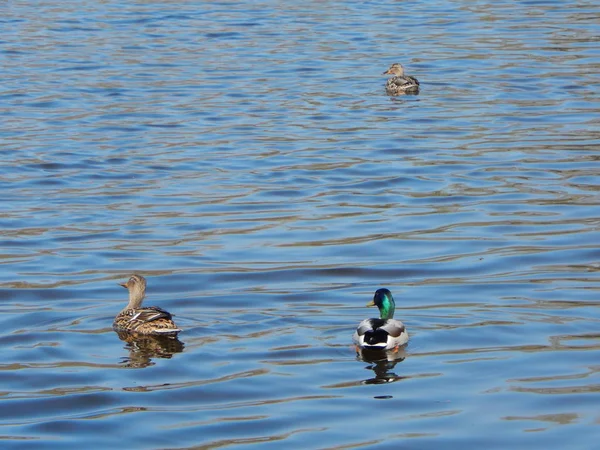 Eenden Zwemmen Het Water — Stockfoto