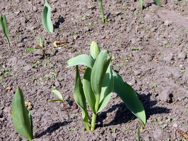 Arka plan ve duvar kağıdı için bahçede çiçek