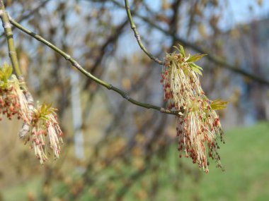 Ağaç bahar bitki böbrek