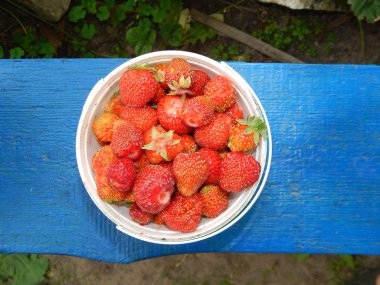 Harvesting red strawberries in the garden
