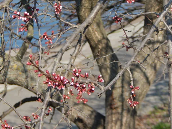 肾脏在树春天植物 — 图库照片