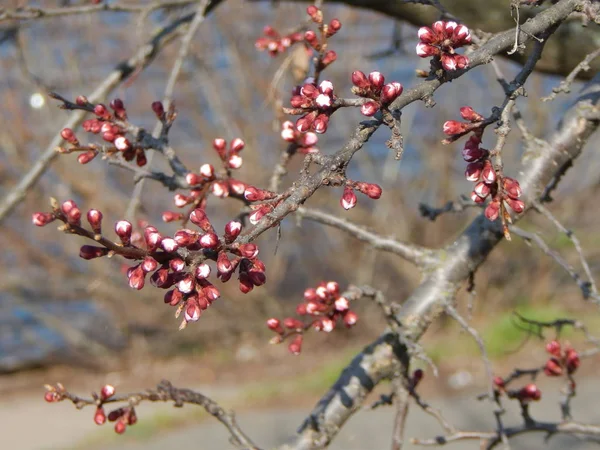 Rim Nas Árvores Plantas Primavera — Fotografia de Stock