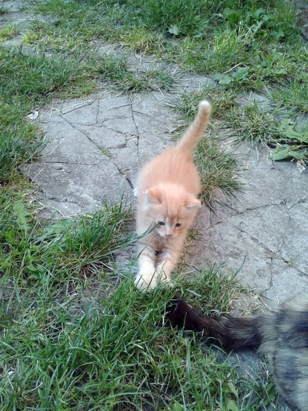 Katzen Und Kätzchen Spielen Junges Porträt Aus Nächster Nähe — Stockfoto