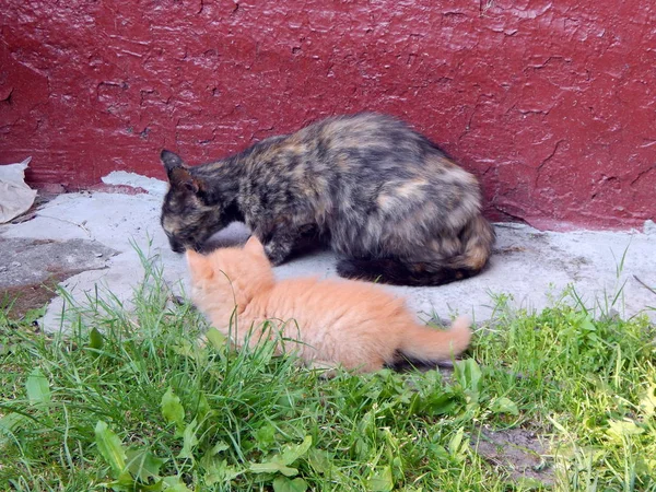 Chats Chatons Jouent Gros Plan Jeune Portrait — Photo