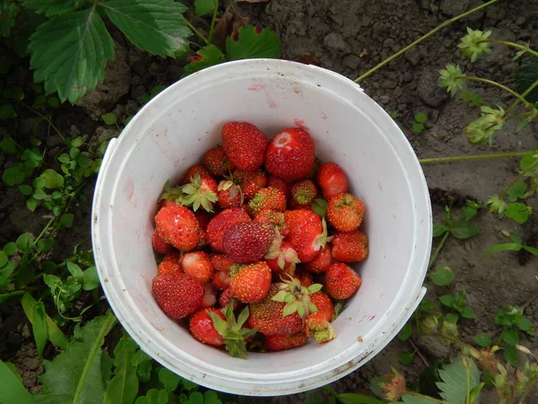 Harvesting red strawberries in the garden