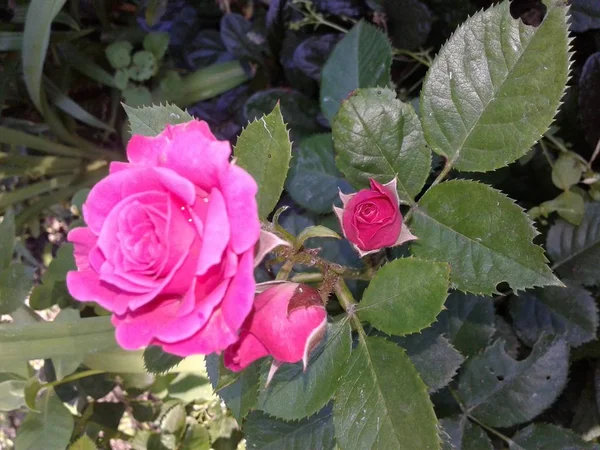 Różowa Róża Kwitła Ogrodzie — Zdjęcie stockowe