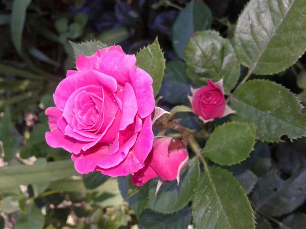 Rosa Ros Blommade Trädgården — Stockfoto