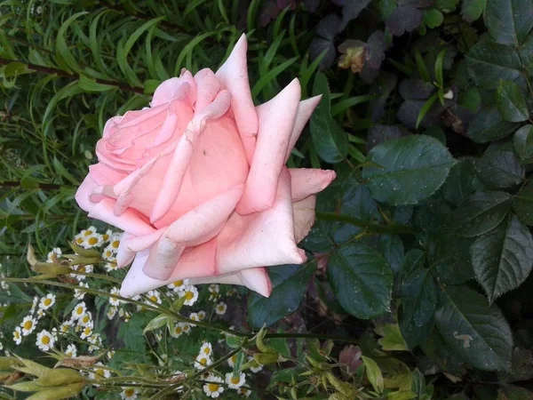 Biała Róża Kwitła Ogrodzie — Zdjęcie stockowe