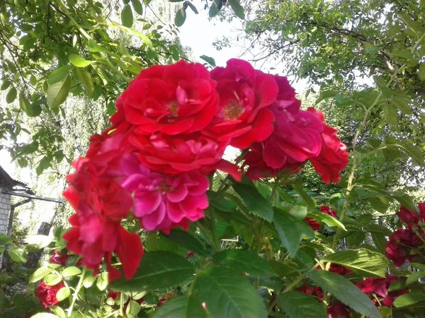 花园里的花朵在大地上靠近 — 图库照片