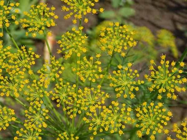 Yellow Dill Bloomed Garden — 스톡 사진