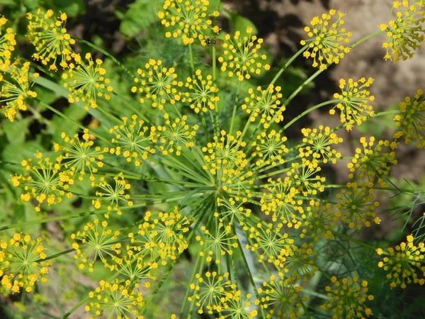 Yellow Dill Bloomed Garden — 스톡 사진