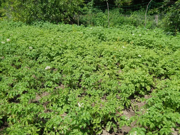 Flores Jardín Cerca Tierra — Foto de Stock