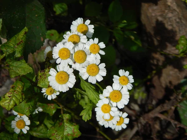 Flores Jardín Cerca Tierra — Foto de Stock